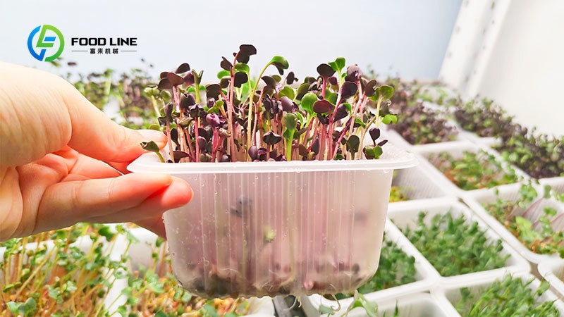 Hydroponic Tower - Akıllı Hidroponik 20Ft/40Ft Nakliye Konteyner Çiftliği