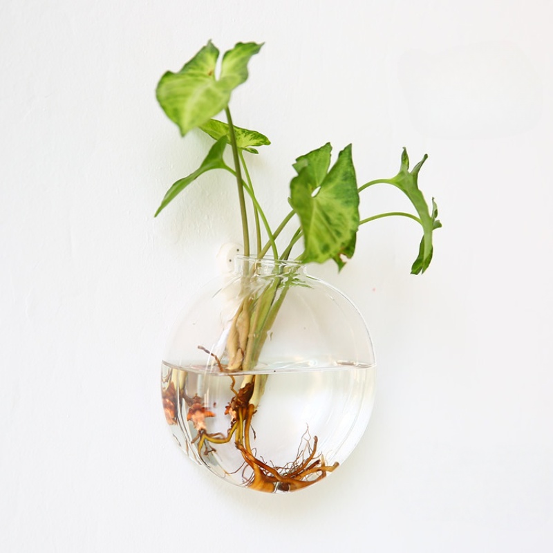 Duvara Asılan Cam Teraryum - E - Self Watering Planter incelemesi ve fiyatı